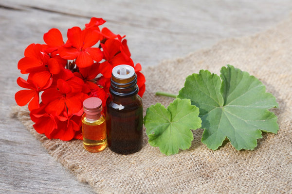 Geranium Essential Oil