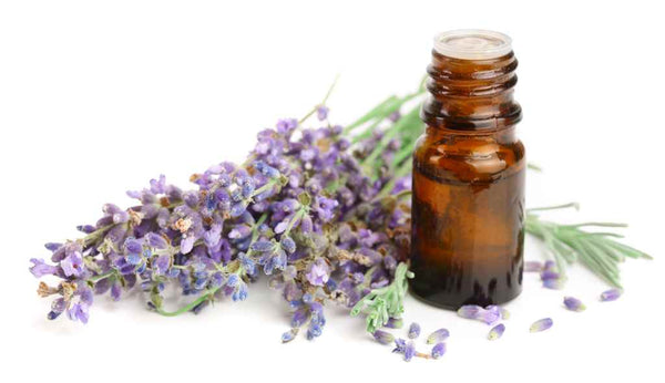 Lavender Maillette Essential Oil