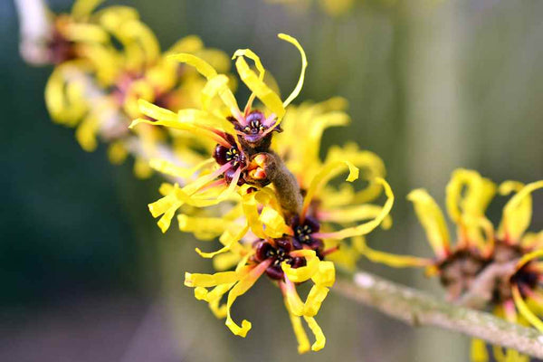 Lemongrass-Oil-And-Witch-Hazel-For-Acne