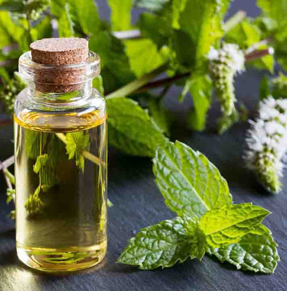 Peppermint to cure headache