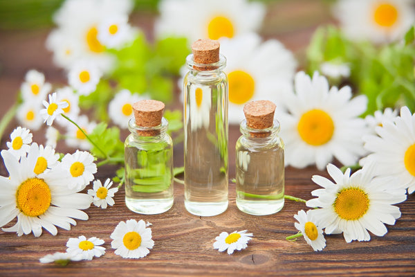 Chamomile Essential Oil