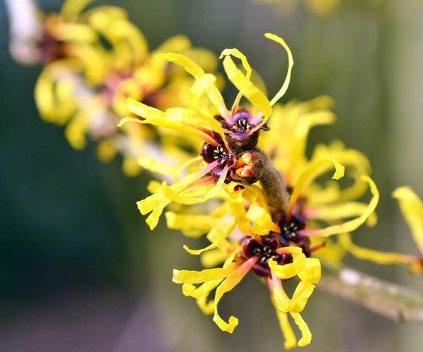 Witch Hazel