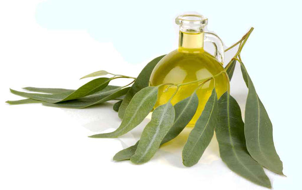 Eucalyptus Oil