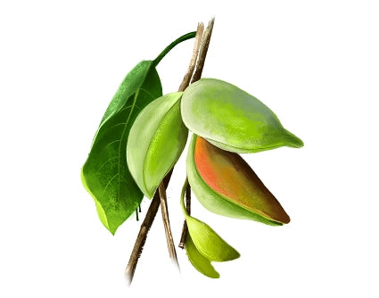 Kakadu-plum-ingredient-in-vitamin-c-under-eye-treatment