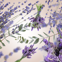 Blühender Lavendel | Champs de Lavande