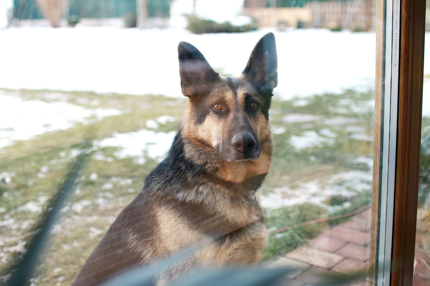 A German Shepherd dog looks in from outside