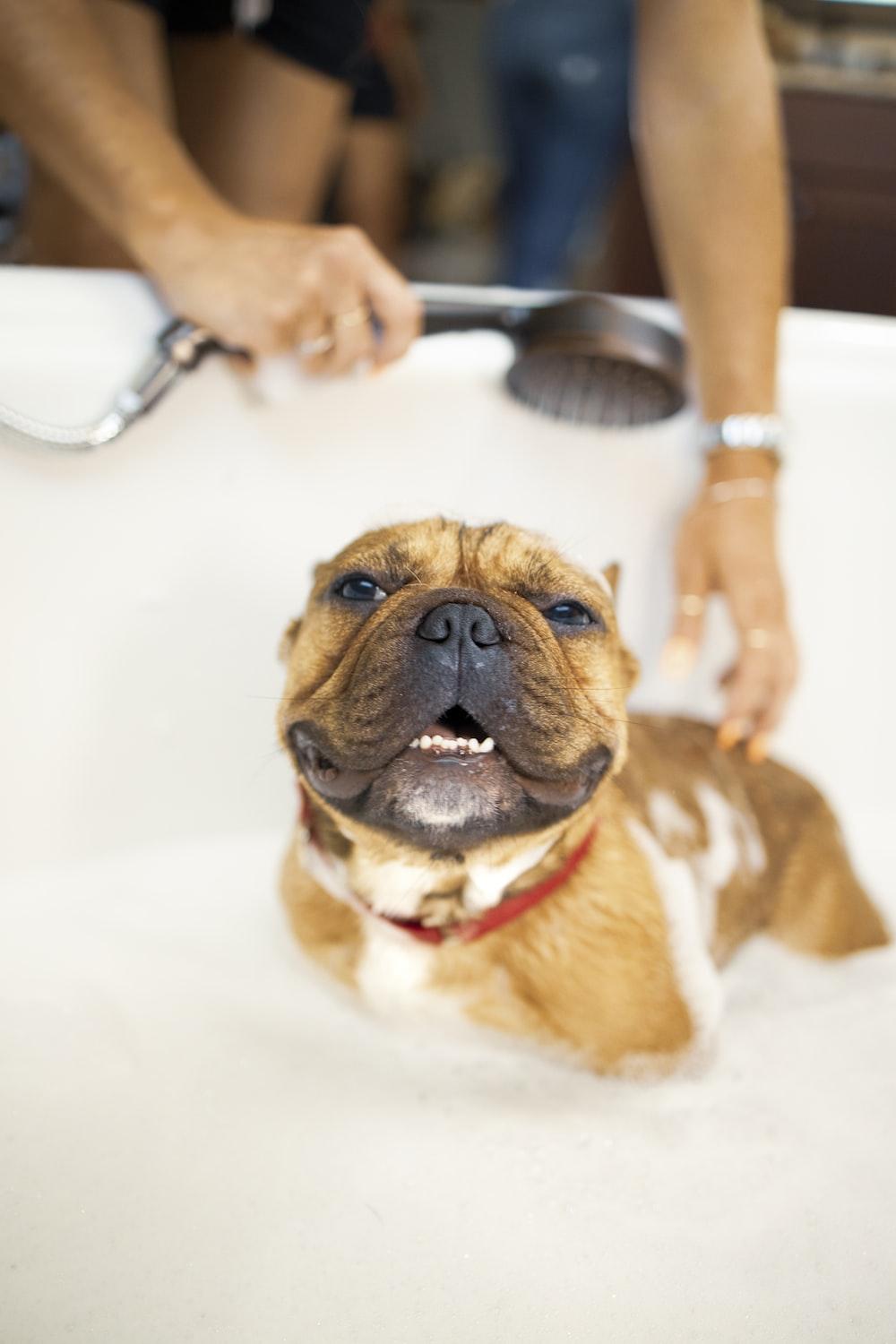A brown dog is taking a bath