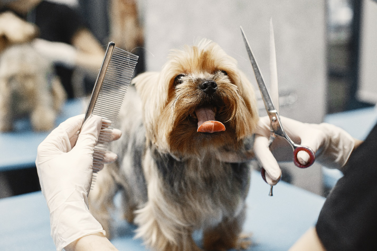 A dog is being groomed