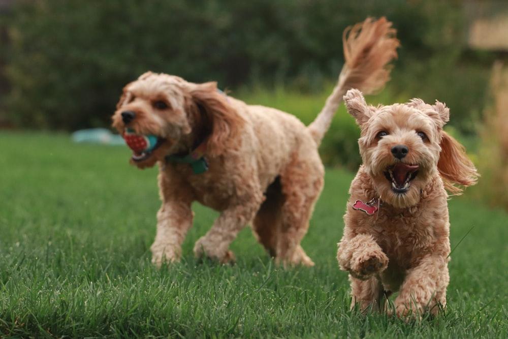 Two cheery dogs are playing outside 