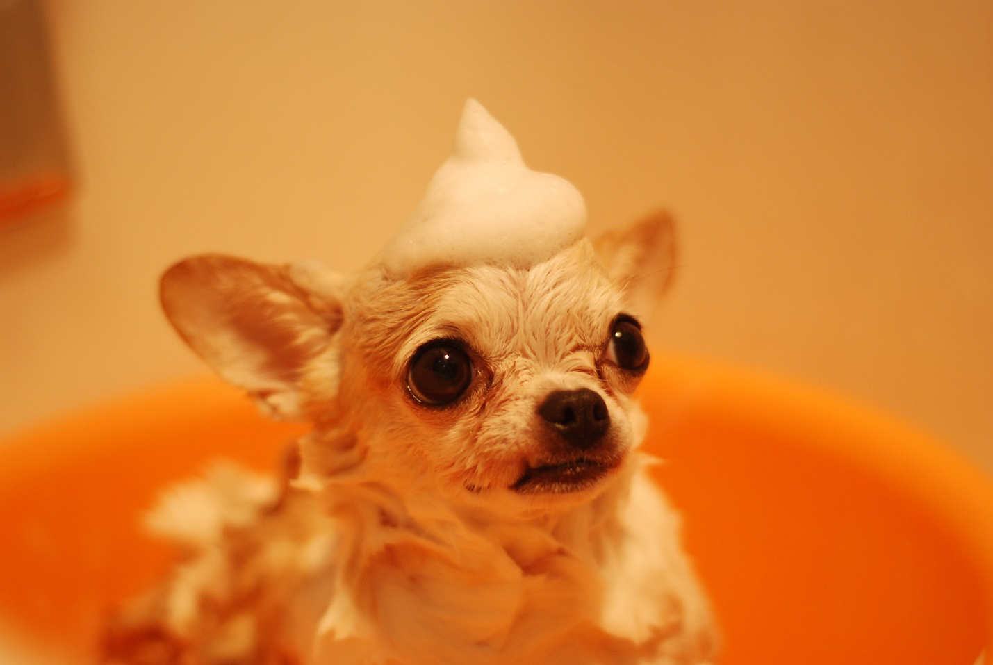 A chihuahua with foam on its head