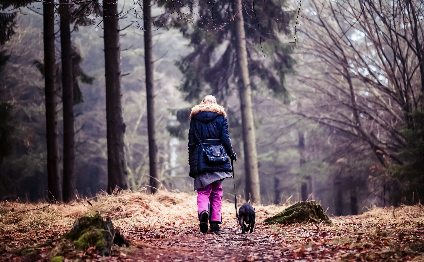 A dog and owner go for a walk in the woods