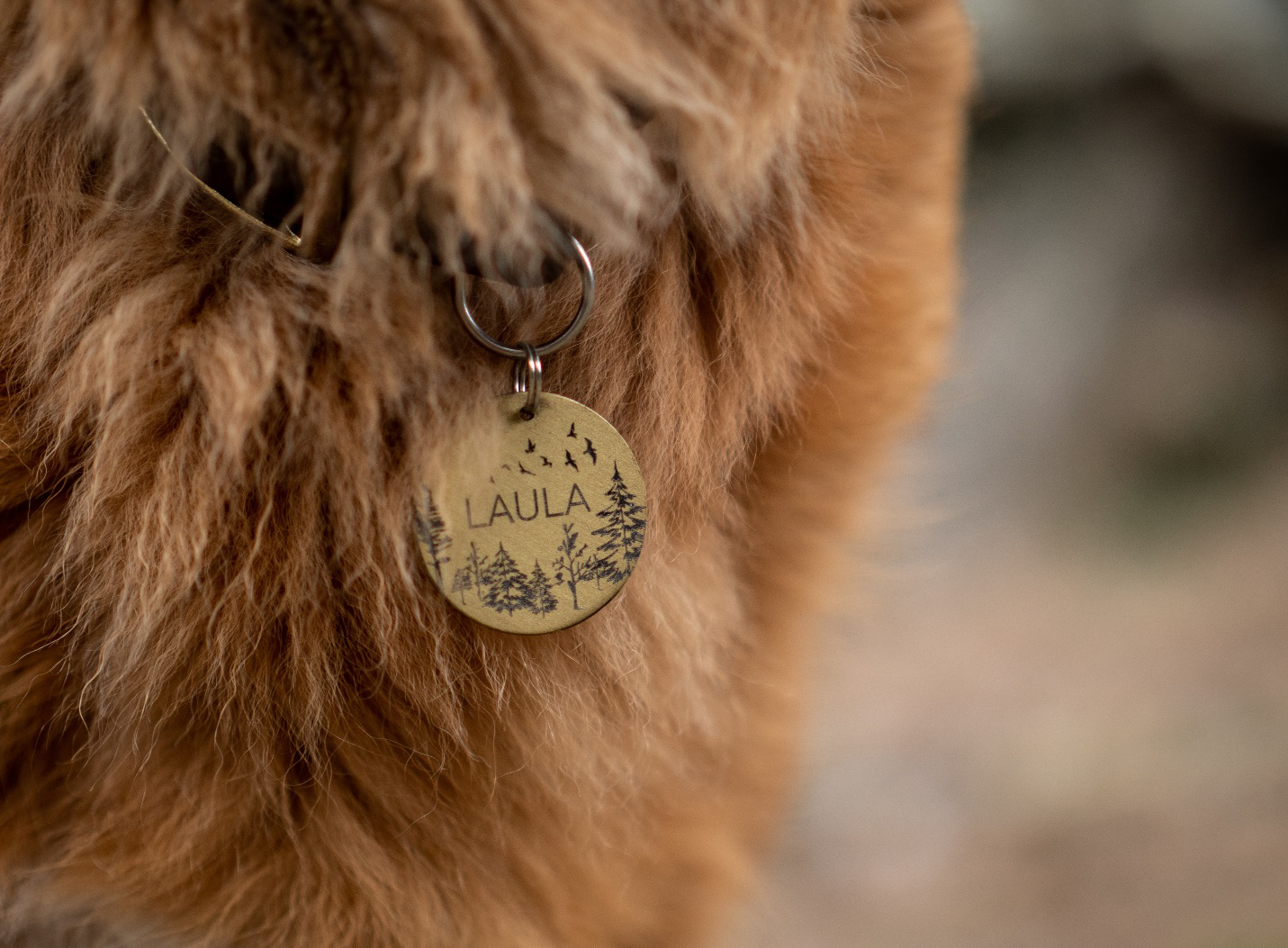 Dog Wearing an Identification Tag