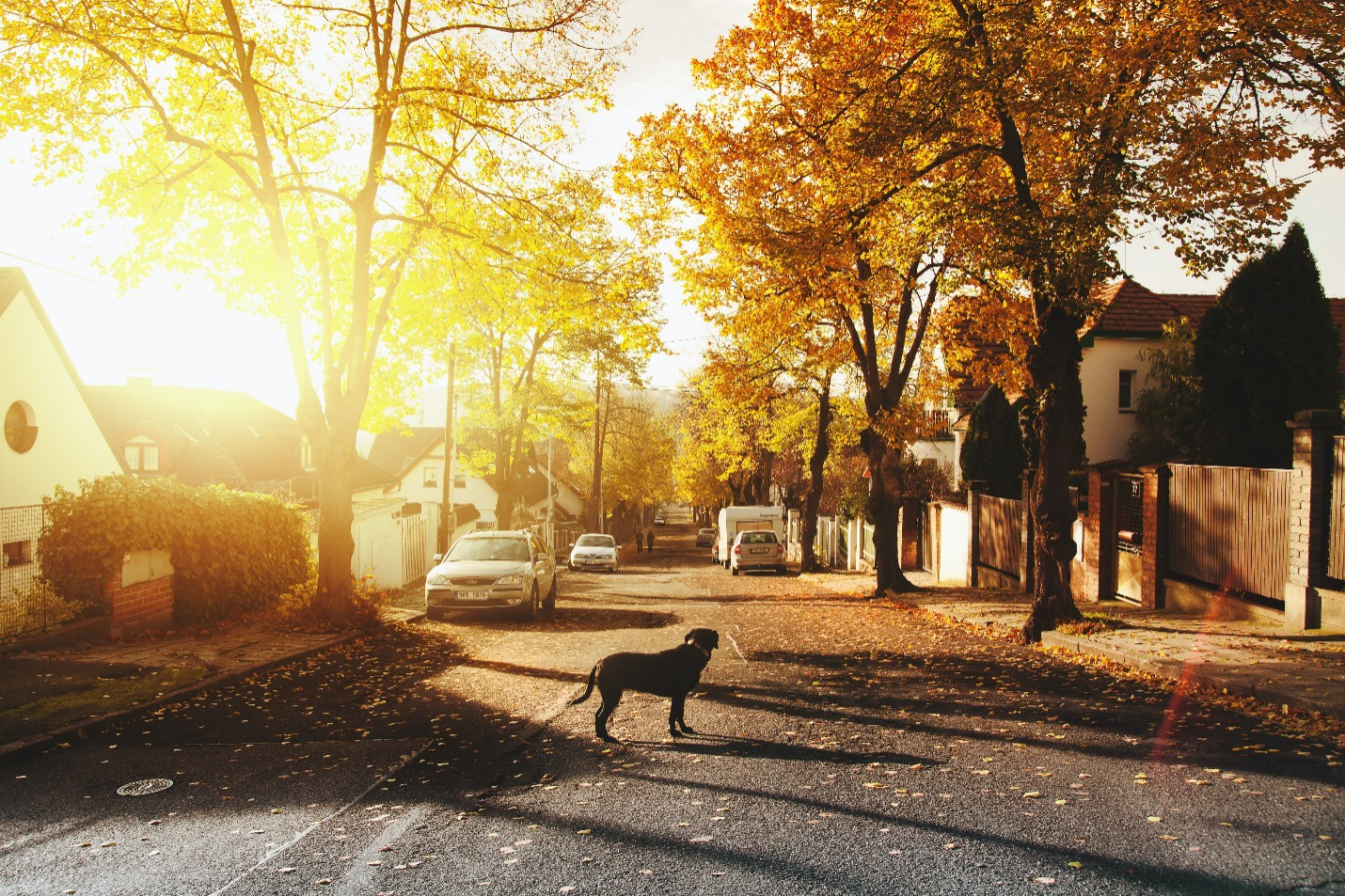 A dog stands alone in the street