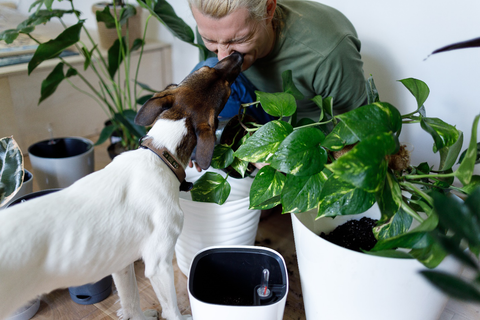 Dog licking its owner next to plants