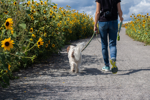 Dog on a walk in a sunflower field with the owner