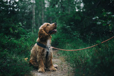 English Cocker Spaniel Puppy Sitting on Ground Beside Grass