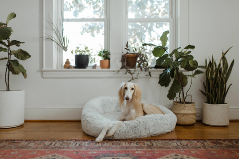 Dog resting in its dog bed next to plants