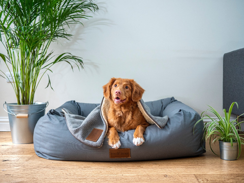 Brown dog smiling, sitting in its bed