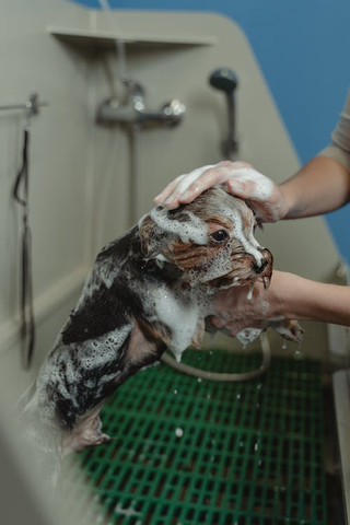 A close-up Photo of the Bathing of a Dog