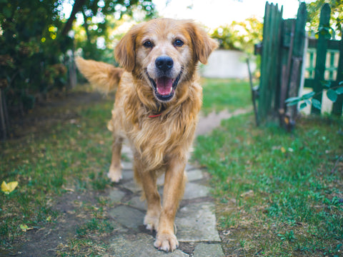 Dog wagging his tail when he sees his owner