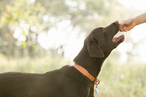 Photo of a Black Dog Eating Natural Dog Treats By Moger Dog Supply