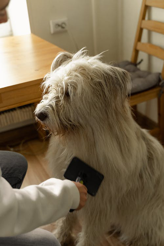Close-up Photo of Person Combing a Dog