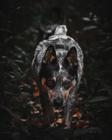 Australian Cattle Dog