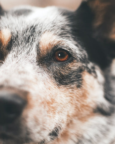 Close up of a Australian Cattle Dog