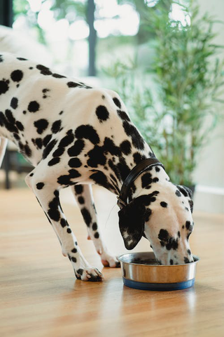 Photo of a White Dog Dog Eating from a Bowl