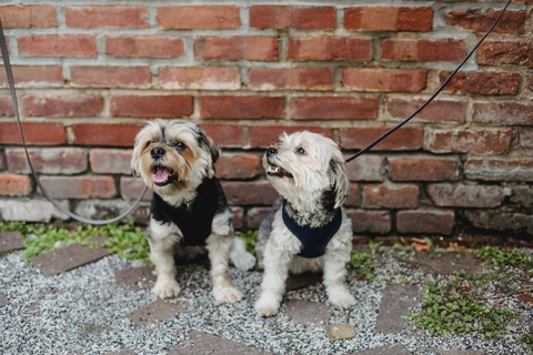 Two dogs with leash sitting on the ground beside a brick wall