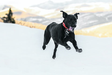 Dog practicing the "Come" Command