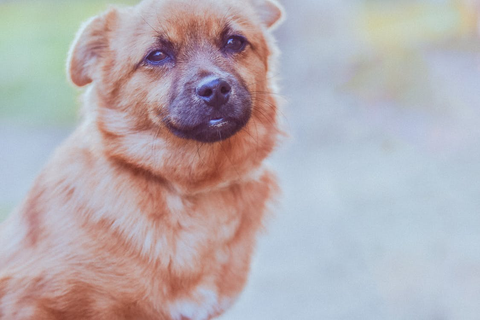 Portrait of a Dog