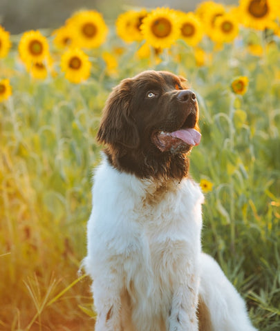 Newfoundland Dog 