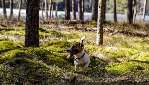 A Photo of Tan and White Terrier on Woods