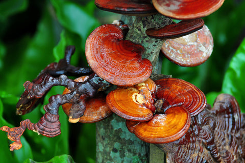 Red Reishi Ganoderma lucidum en la naturaleza