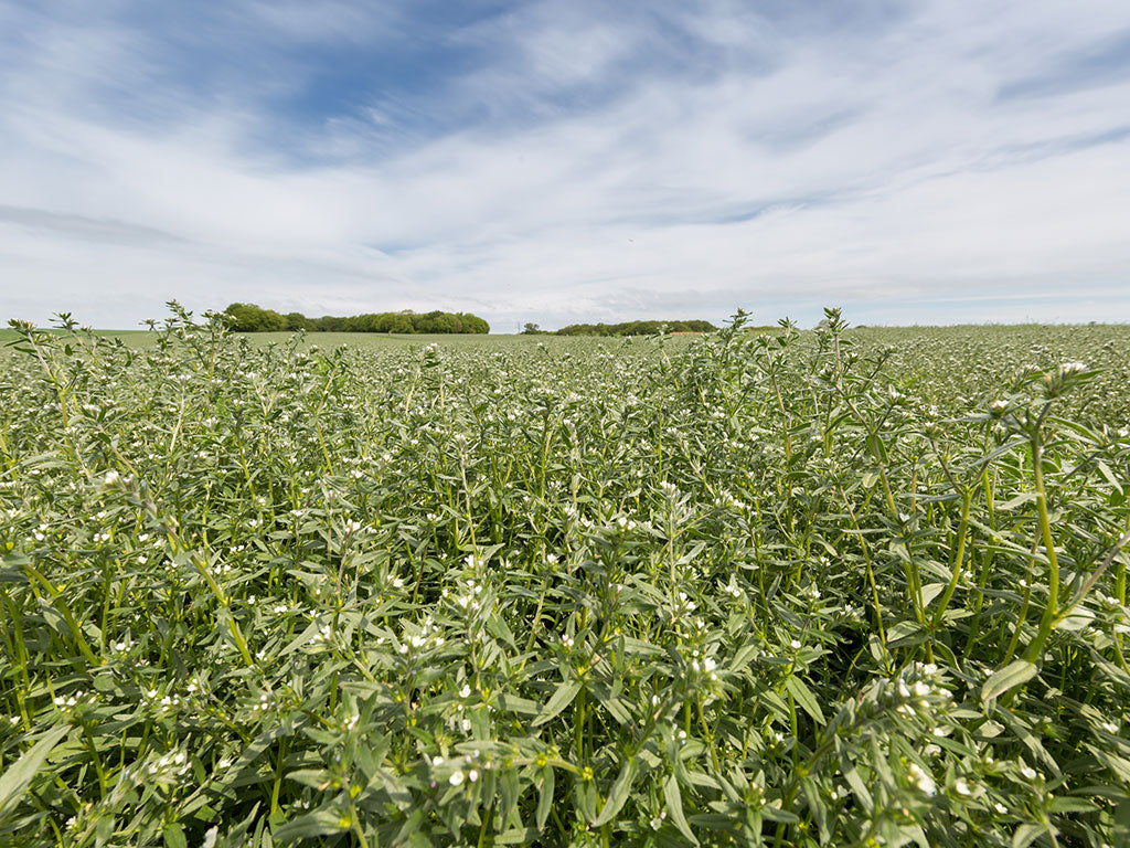 Fields of Ahiflower 