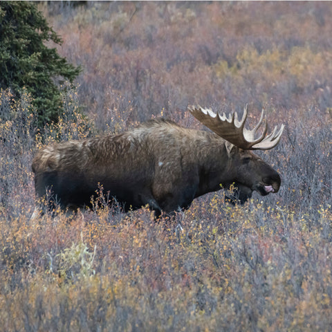 Visite de la faune de l'Alaska