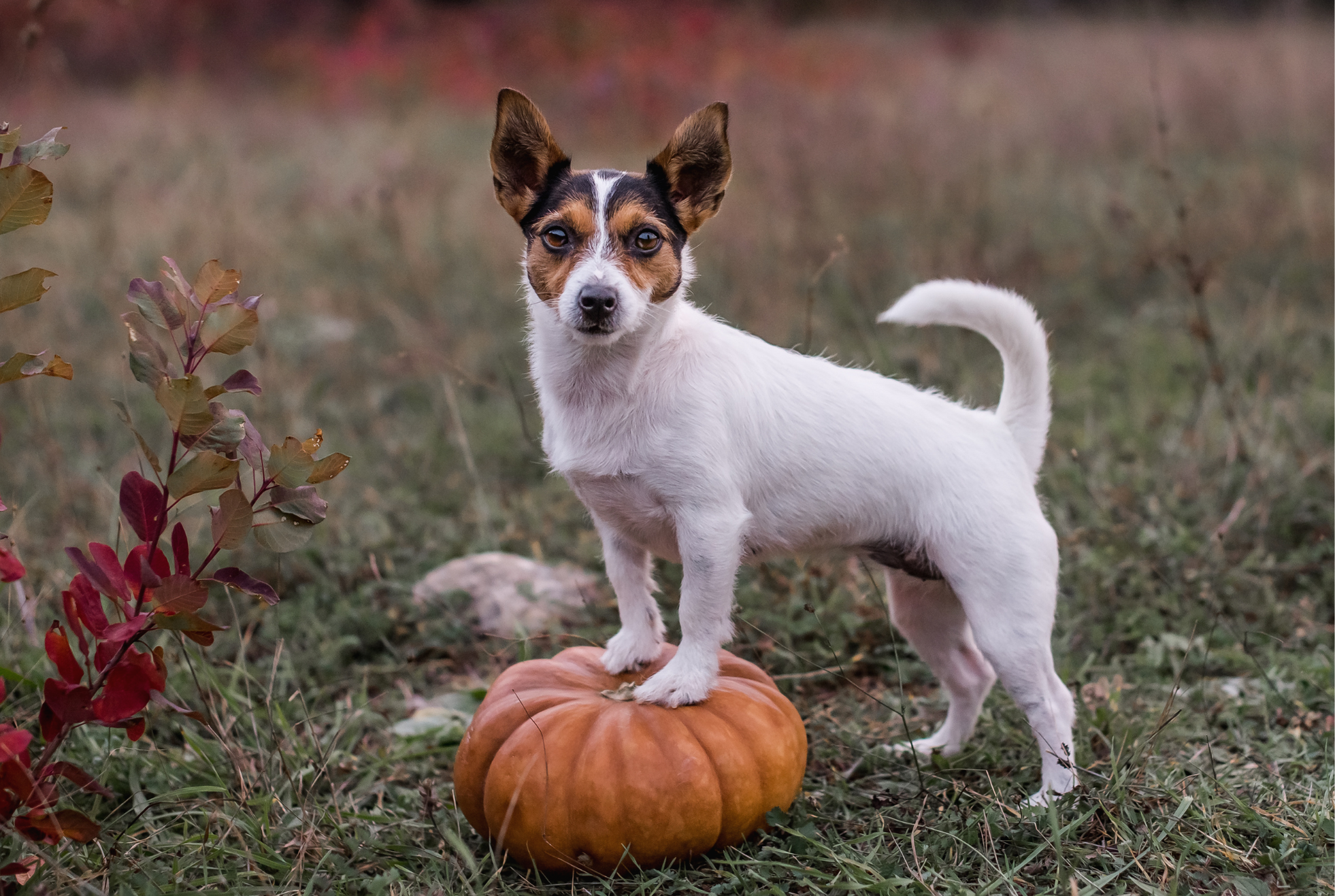 dog in a pumpkin patch