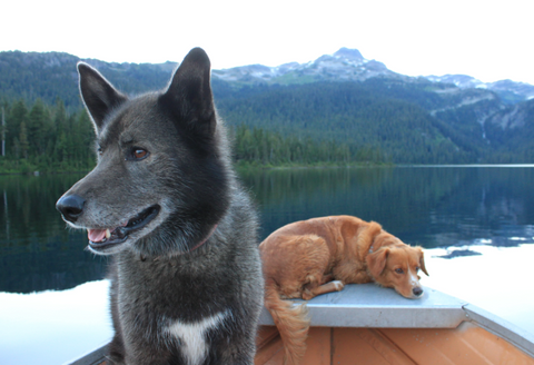 Dogs in a canoe in Whistler