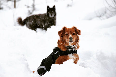 cute dogs playing in snow in Whistler