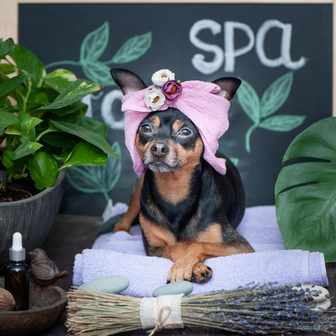 Grooming and massage for pets in Whistler