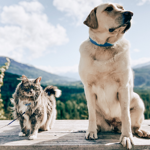 cat and dog sitting on a dock in front of mountains