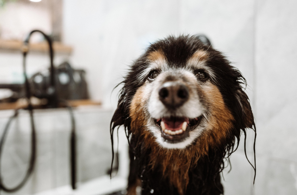 Happy Dog taking a Bath at The Fetching Dog Grooming, Boarding & Pet Boutique in Whistler