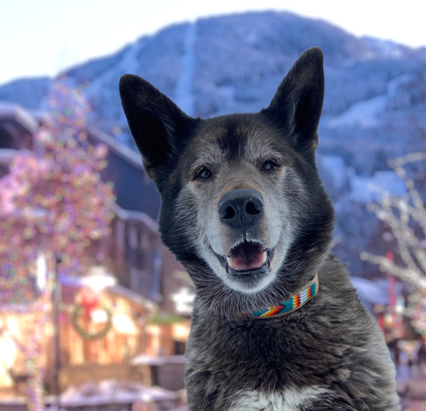 dog on the Whistler village stroll