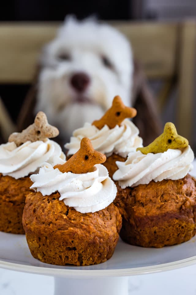 dog looking at his pumpkin pupcakes