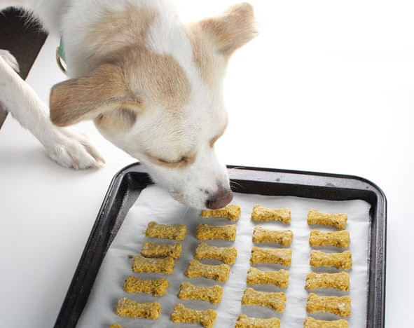 Dog smelling his baked dog treats filled with pumpkin and peanut butter
