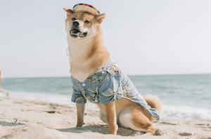 Summer dog on beach