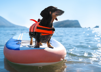 Dog on paddleboard with lifejacket