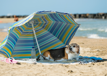 Dog at the beach staying cool