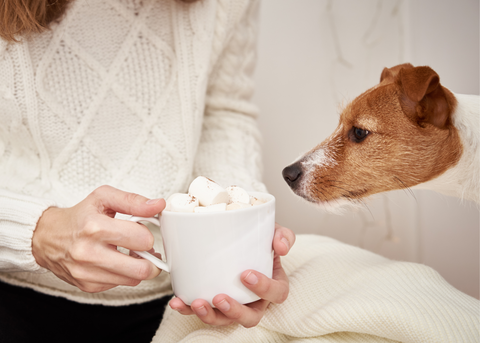 Hot chocolate for dogs